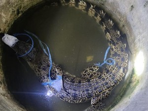 Heboh Buaya 2,5 Meter Muncul di Kandang Ayam di Bone, Warga Evakuasi