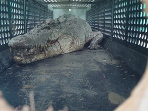 Buaya Raksasa Peneror Warga Berhasil Ditangkap