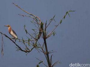 Berkenalan dengan Penghuni Kampung Belekok Bandung