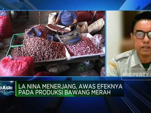 Video: Produksi Bawang Merah Terancam La Nina, Kementan Lakukan Apa?