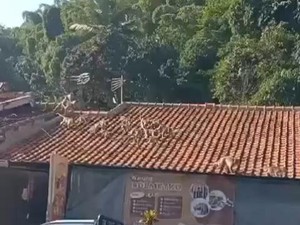 Kata Pakar Unpad soal Gerombolan Monyet di Soreang Bandung