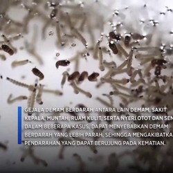 Video : Meningkatnya Kasus Demam Berdarah di Amerika