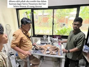 Kucing Okin Mati Diperkirakan karena Malnutrisi, Netizen Riuh