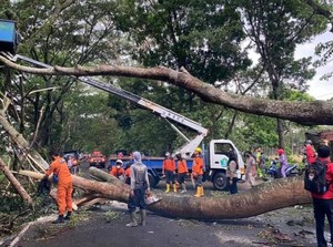 Pohon di Jalur Utama Kota Malang Dipangkas Jelang Libur Lebaran