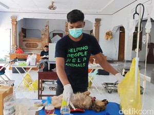 Jembrana Kembali Catat 5 Kasus Positif Rabies
