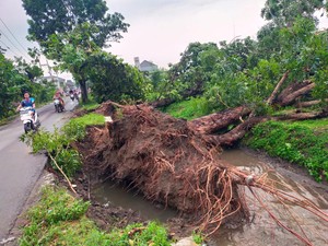 Angin Kencang Terjang Jombang Rusak Rumah Warga-Ambleskan Bahu Jalan