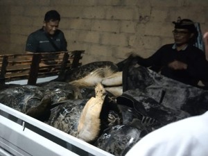 Penyelundupan 18 Penyu di Jembrana, 1 Orang Ditangkap