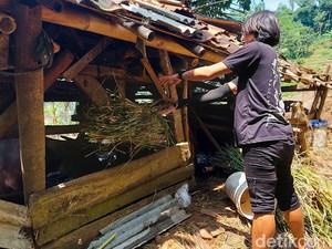 Perjuangan Pemuda Terjang Bahaya Longsor Demi Beri Pakan Ternak