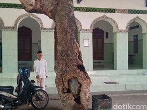 Kisah Pohon Kantil Saksi Sejarah Masjid Berumur 4 Abad di Klaten
