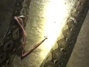 Kronologi Ular Piton 6,5 Meter Mangsa Ternak Dibunuh Warga di Bone Bolango