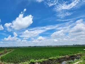 Optimalisasi Lahan di Lampung, Kementan-TNI Terjun ke Lapangan Tiap Hari