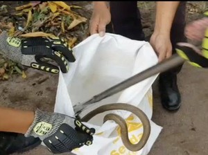 Damkar Palangkaraya Evakuasi Ular Kobra 1 Meter Usai Berkelahi dengan Kucing