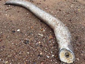 Geger Ikan Vampir Pengisap Darah Ditemukan di Tepi Pantai