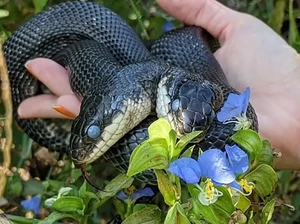 Tiger-Lily, Ular Berkapal Dua yang Selamat Usai Jalani Operasi