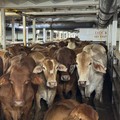 Kuota Impor Sapi Hidup Bakal Dihapus? Begini Kata Zulhas