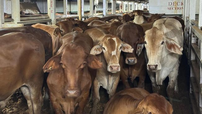 Kuota Impor Sapi Hidup Bakal Dihapus? Begini Kata Zulhas