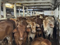 2.583 Sapi Australia Tiba di Priok, Siap Dipotong Jelang Lebaran