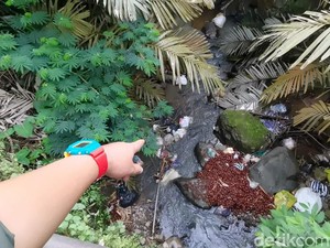 Viral Salak Panenan Dibuang ke Sungai Banjarnegara, Ternyata Ini Alasannya