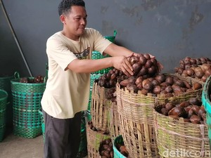 Heboh Petani Banjarnegara Buang Panenan Salak ke Sungai gegara Harga Anjlok