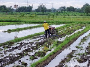 KUA Diluncurkan! Bunga 3%, Jangan Waktu Pinjaman 5 Tahun