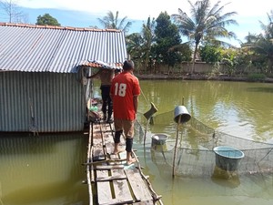 Bocah 4 Tahun Ditemukan Tewas Tenggelam di Tambak Ikan Bangka