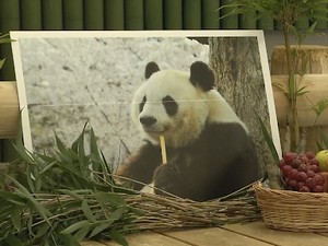 Kematian Tan Tan, Sang Panda Tertua di Jepang