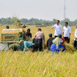 Mohon Maklum, Harga Gabah Dinaikkan Rp1.000/ Kg Biar Petani Tak Rugi