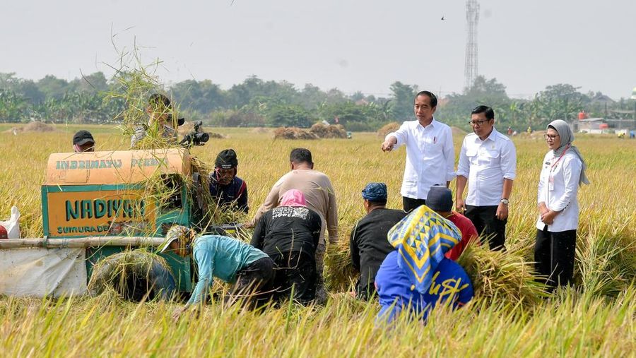 Presiden Jokowi didampingi Kepala Bapanas Arief Prasetyo Adi meninjau panen padi di Jawa Barat pada Oktober 2023. (Dok: Bapanas)