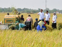 Mohon Maklum, Harga Gabah Dinaikkan Rp1.000/ Kg Biar Petani Tak Rugi