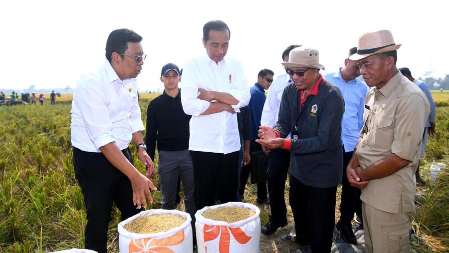 Presiden Jokowi didampingi Kepala Bapanas Arief Prasetyo Adi meninjau panen padi di Jawa Barat pada Oktober 2023. (Dok: Bapanas)