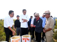 Resmi Berlaku! Harga Gabah Petani Dinaikkan Rp1.000/ Kg Mulai Hari Ini