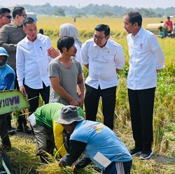 Petani Minta Harga Gabah Naik Rp2.000, Jokowi Langsung Restui?