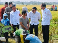 Petani Minta Harga Gabah Naik Rp2.000, Jokowi Langsung Restui?