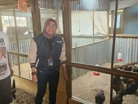Program BRI Bikin Peternakan Ayam Ini Berkembang