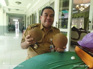Sawo Raksasa dari Ngiyono Blora, Buahnya Gede-Rasanya Manis Bikin Ketagihan