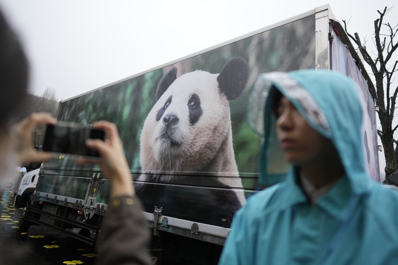 Sebuah kendaraan, kiri belakang, membawa Fu Bao, panda raksasa pertama yang lahir di Korea Selatan, tiba untuk upacara perpisahannya di taman hiburan Everland di Yongin, Korea Selatan, Rabu, 3 April 2024. Sebuah kendaraan, kiri belakang, membawa Fu Bao, panda raksasa pertama yang lahir di Korea Selatan, tiba untuk upacara perpisahannya di taman hiburan Everland di Yongin, Korea Selatan, Rabu, 3 April 2024. (AP Photo/Lee Jin-man)