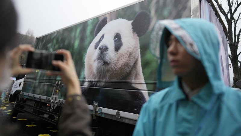 Sebuah kendaraan, kiri belakang, membawa Fu Bao, panda raksasa pertama yang lahir di Korea Selatan, tiba untuk upacara perpisahannya di taman hiburan Everland di Yongin, Korea Selatan, Rabu, 3 April 2024. (AP Photo/Lee Jin-man)