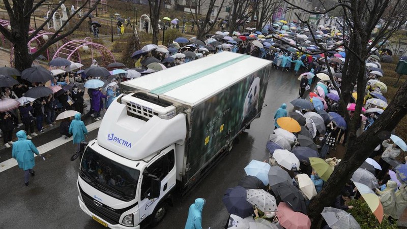 Sebuah kendaraan, kiri belakang, membawa Fu Bao, panda raksasa pertama yang lahir di Korea Selatan, tiba untuk upacara perpisahannya di taman hiburan Everland di Yongin, Korea Selatan, Rabu, 3 April 2024. (AP Photo/Lee Jin-man)