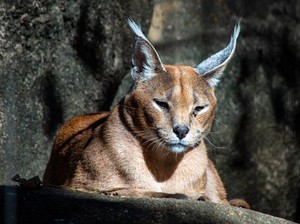 10 Fakta Unik Kucing Caracal, Kucing Buas yang Eksotis