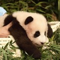 Ilustrasi Panda