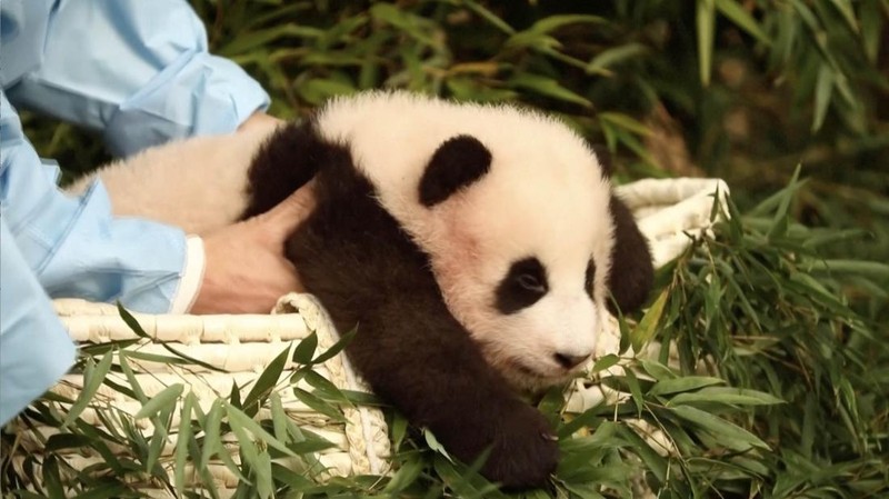 Sebuah kendaraan, kiri belakang, membawa Fu Bao, panda raksasa pertama yang lahir di Korea Selatan, tiba untuk upacara perpisahannya di taman hiburan Everland di Yongin, Korea Selatan, Rabu, 3 April 2024. (AP Photo/Lee Jin-man)