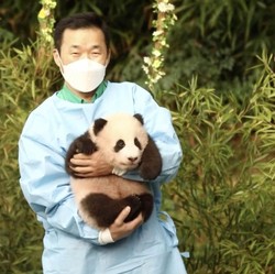 Potret Panda 'Mudik' Bikin Warga Korsel Banjir Air Mata