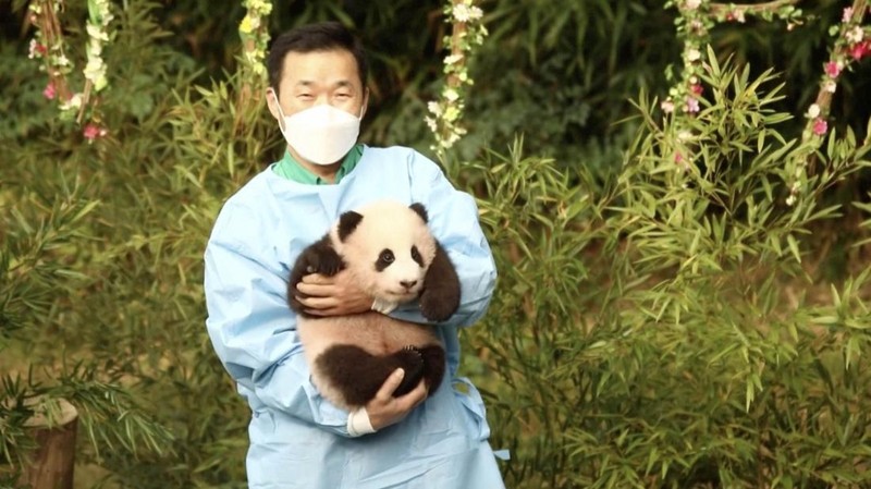Sebuah kendaraan, kiri belakang, membawa Fu Bao, panda raksasa pertama yang lahir di Korea Selatan, tiba untuk upacara perpisahannya di taman hiburan Everland di Yongin, Korea Selatan, Rabu, 3 April 2024. (AP Photo/Lee Jin-man)