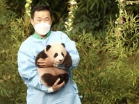 Potret Panda 'Mudik' Bikin Warga Korsel Banjir Air Mata