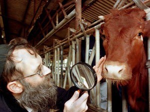 5 Fakta Sapi Merah Israel untuk Ritual Penyucian Yahudi