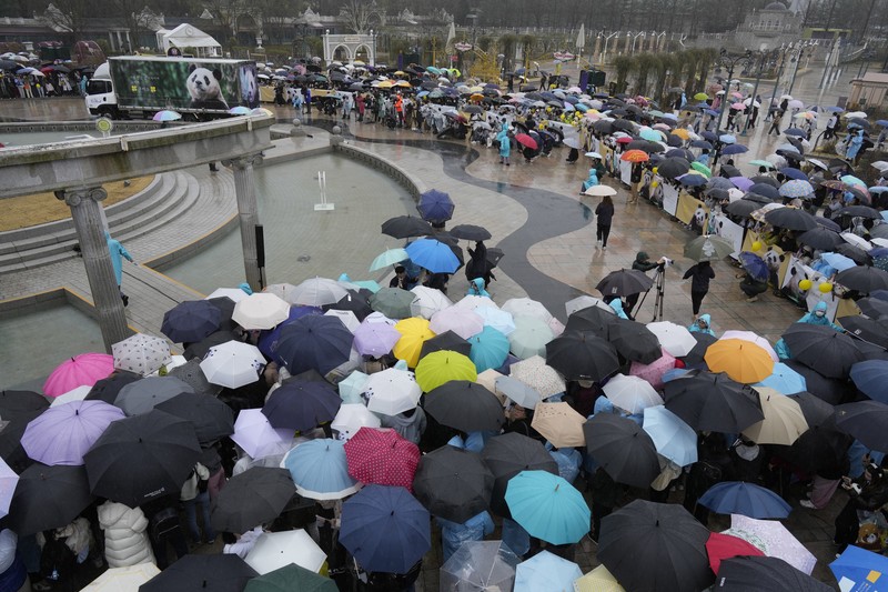 Sebuah kendaraan, kiri belakang, membawa Fu Bao, panda raksasa pertama yang lahir di Korea Selatan, tiba untuk upacara perpisahannya di taman hiburan Everland di Yongin, Korea Selatan, Rabu, 3 April 2024. (AP Photo/Lee Jin-man)