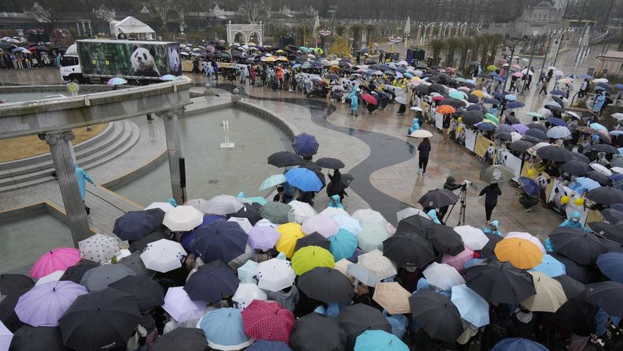 Sebuah kendaraan, kiri belakang, membawa Fu Bao, panda raksasa pertama yang lahir di Korea Selatan, tiba untuk upacara perpisahannya di taman hiburan Everland di Yongin, Korea Selatan, Rabu, 3 April 2024. (AP Photo/Lee Jin-man)