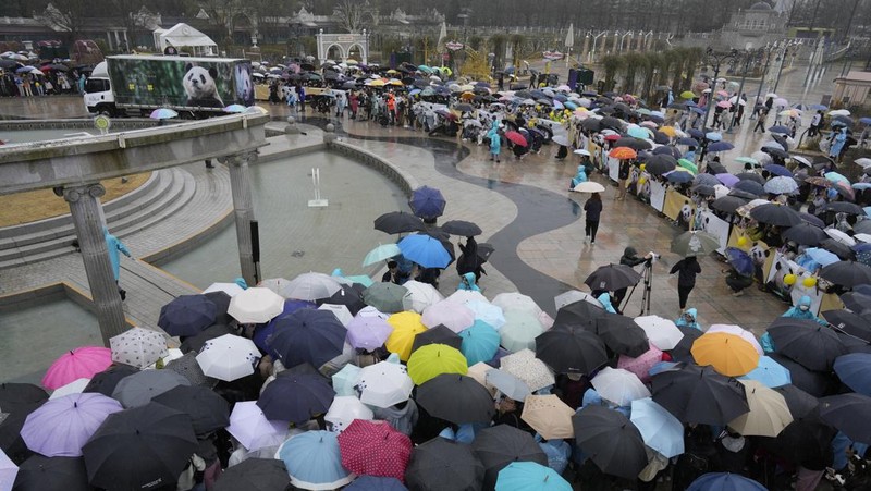 Sebuah kendaraan, kiri belakang, membawa Fu Bao, panda raksasa pertama yang lahir di Korea Selatan, tiba untuk upacara perpisahannya di taman hiburan Everland di Yongin, Korea Selatan, Rabu, 3 April 2024. (AP Photo/Lee Jin-man)