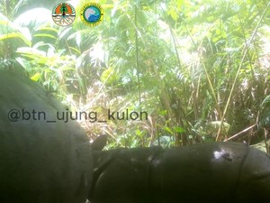 Terlihat Camera Trap, Populasi Badak Jawa di Ujung Kulon Tambah 1 Ekor