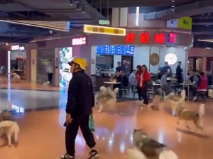 100 Husky Kabur dari Kafe Anjing, Serbu Mal